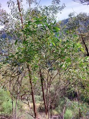 Acacia penninervis