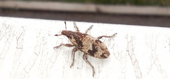 Bothynoderes affinis