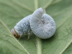 Monostegia abdominalis