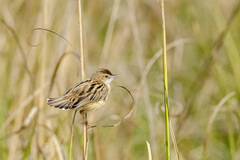Cisticola juncidis