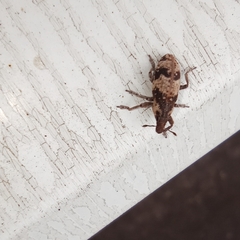 Bothynoderes affinis