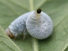 Monostegia abdominalis