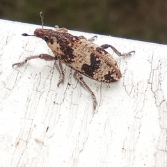 Bothynoderes affinis