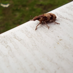 Bothynoderes affinis