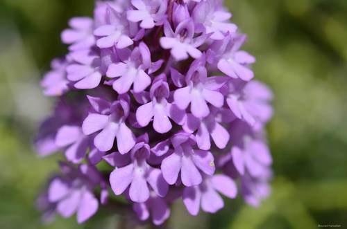 Anacamptis pyramidalis image