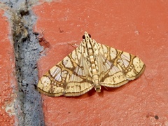 Glyphodes caesalis