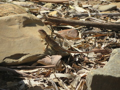 Ctenophorus vadnappa