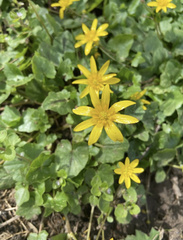Ficaria verna