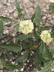 Chamaesaracha edwardsiana