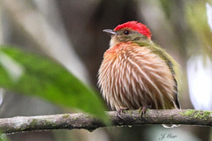 Machaeropterus striolatus