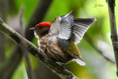 Machaeropterus striolatus