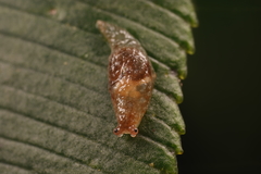 Cystopelta bicolor
