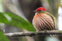 Machaeropterus striolatus