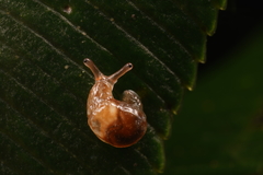 Cystopelta bicolor