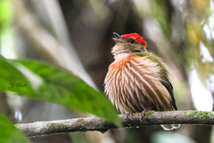 Machaeropterus striolatus