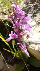 Orchis olbiensis