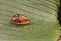 Cystopelta bicolor