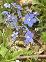 Omphalodes cappadocica
