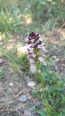 Neotinea ustulata