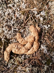 Tetrao urogallus