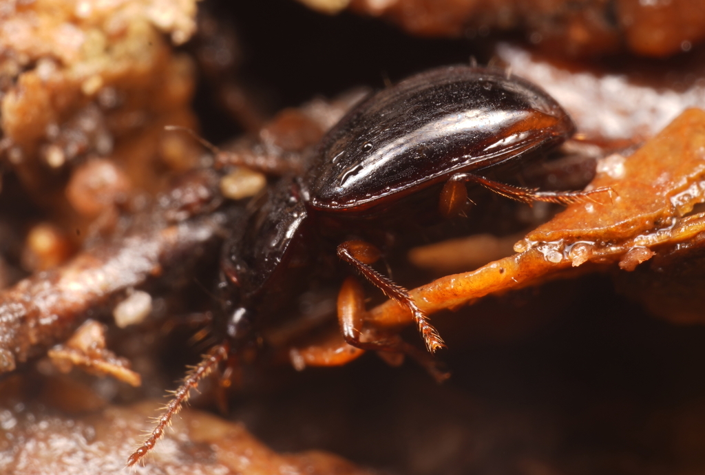 Pterocyrtus rubescens