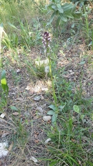 Neotinea ustulata
