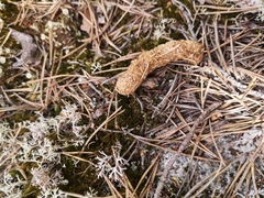 Tetrao urogallus