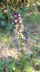 Neotinea ustulata
