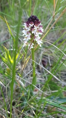 Neotinea ustulata