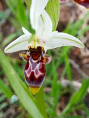 Ophrys scolopax