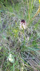 Neotinea ustulata