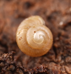 Gratilaoma halli