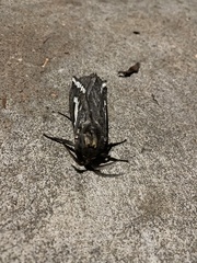 Abantiades argentata