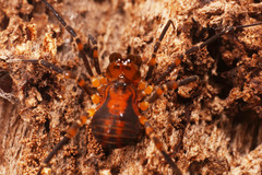 Lomanella atrolutea