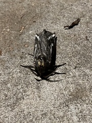 Abantiades argentata