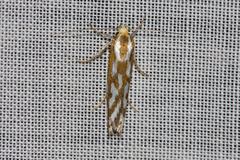 Myrascia bracteatella