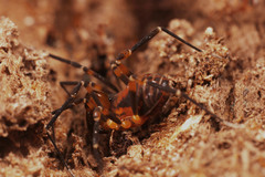 Lomanella atrolutea