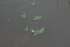 Ranunculus tripartitus