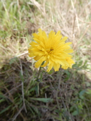 Asteraceae