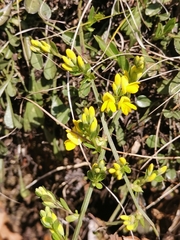 Genista januensis