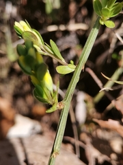 Genista januensis