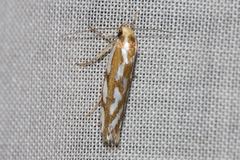 Myrascia bracteatella