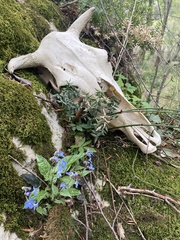 Omphalodes cappadocica