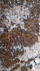 Melanohalea elegantula