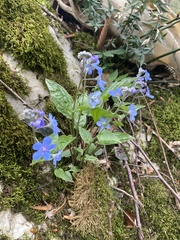 Omphalodes cappadocica