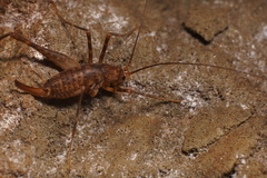 Micropathus cavernicola