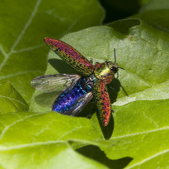 Lamprodila decipiens