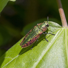Lamprodila decipiens