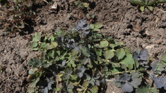 Chelidonium majus