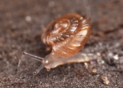 Paralaoma mucoides